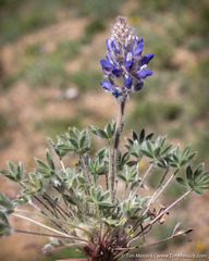 Lupinus breweri breweri