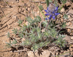 Lupinus breweri breweri