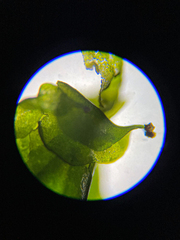 Prasiola meridionalis