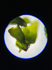 Prasiola meridionalis