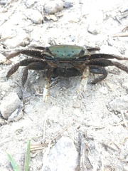 Minuca longisignalis