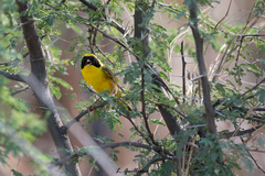 Geothlypis flavovelata