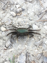 Minuca longisignalis