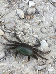 Minuca longisignalis