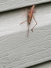 Pyrgocorypha uncinata