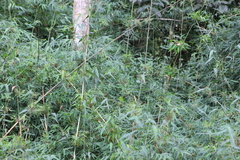 Chusquea ramosissima