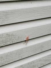 Pyrgocorypha uncinata