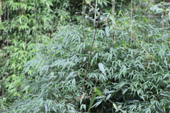 Chusquea ramosissima