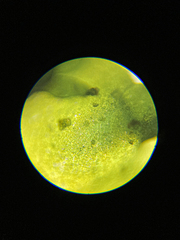 Prasiola meridionalis