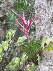 Tillandsia lucida