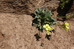 Brassica repanda