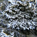 Thomson's Rosette Lichen - Photo (c) David Jeffrey Ringer, some rights reserved (CC BY-NC), uploaded by David Jeffrey Ringer