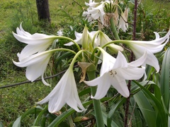 Crinum moorei