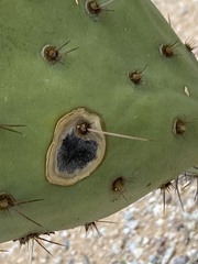 Phyllosticta concava