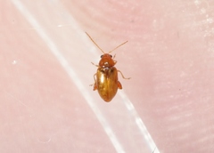 Glyptina