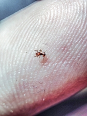 Wasmannia auropunctata