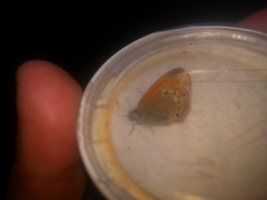 Coenonympha glycerion iphioides