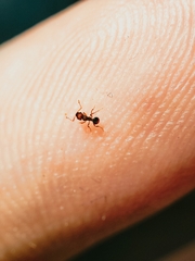 Wasmannia auropunctata