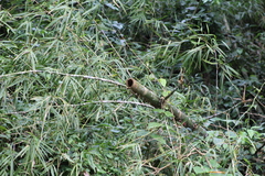 Merostachys claussenii