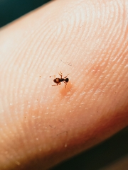 Wasmannia auropunctata