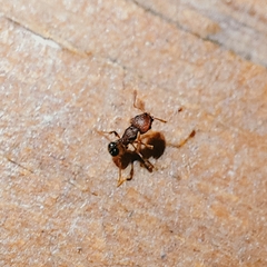 Wasmannia auropunctata