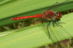 Sympetrum sanguineum
