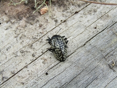 Cypherotylus californicus