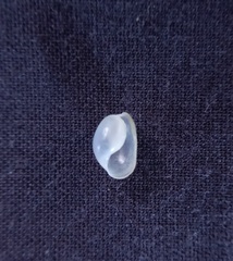 Lamprohaminoea cymbalum