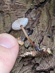Marasmius delectans