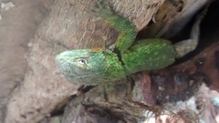 Sceloporus formosus