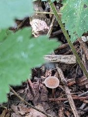 Marasmius delectans