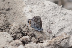 Euphilotes heracleoides