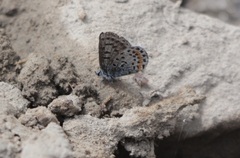 Euphilotes heracleoides