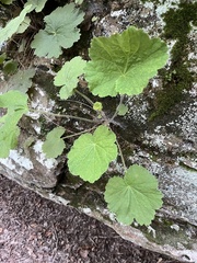 Heuchera parviflora