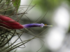 Tillandsia matudae
