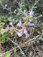 Penstemon peckii