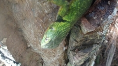 Sceloporus formosus