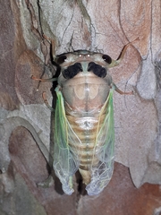 Neotibicen lyricen