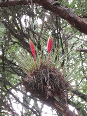 Tillandsia lampropoda