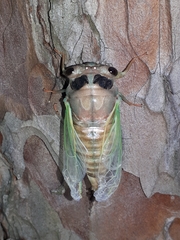 Neotibicen lyricen