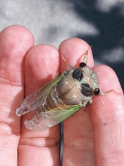 Neotibicen lyricen