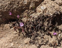 Epilobium obcordatum
