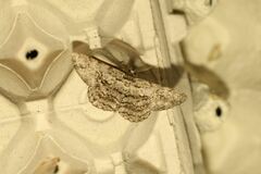 Hypomecis roboraria