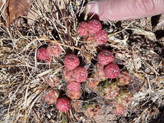 Tephrocactus verschaffeltii