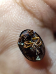 Leptinotarsa tlascalana