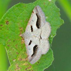 Digrammia subminiata