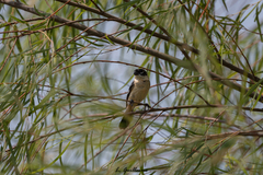 Sporophila morelleti