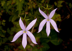 Lithotoma axillaris