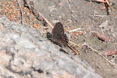 Cercyonis oetus
