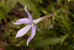 Lithotoma axillaris